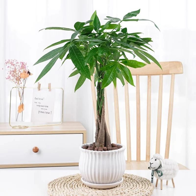 辫子发财树植物辫子发财树富贵竹绿植室内盆栽四季常青易活植物