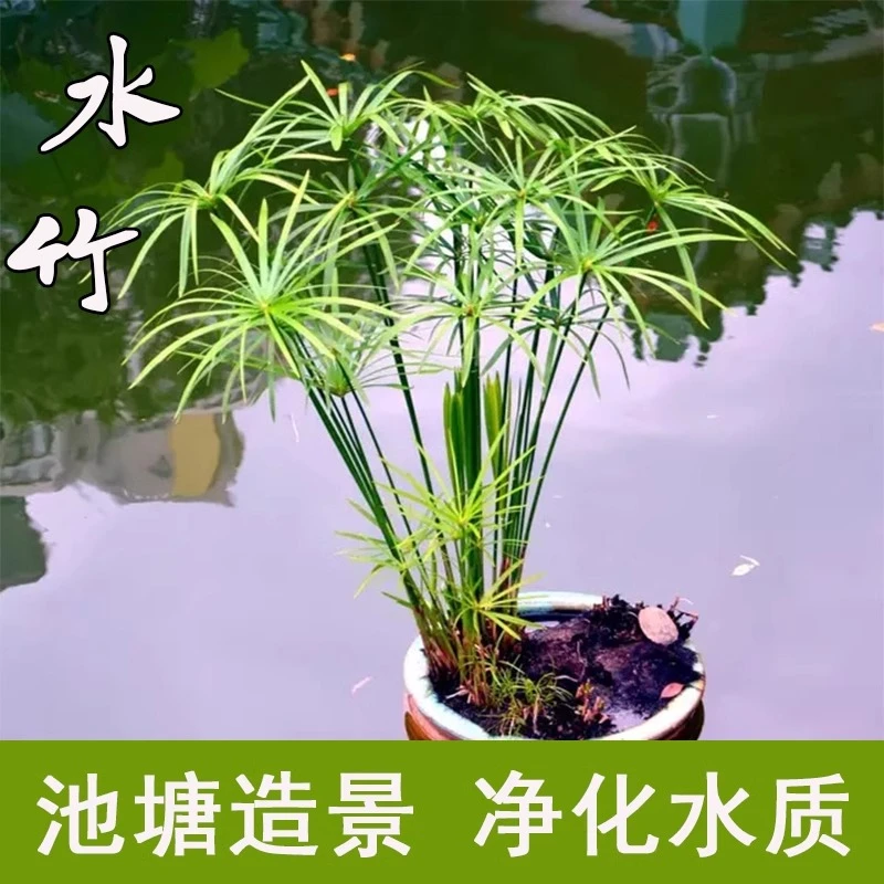 水培植物水竹旱伞草鱼缸造景净化水质水草水生植物鱼池塘龟缸绿植