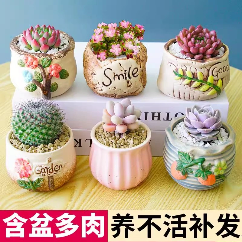 多肉植物室内盆栽带盆精品种植仙人球盆栽室内新手多肉套餐大号