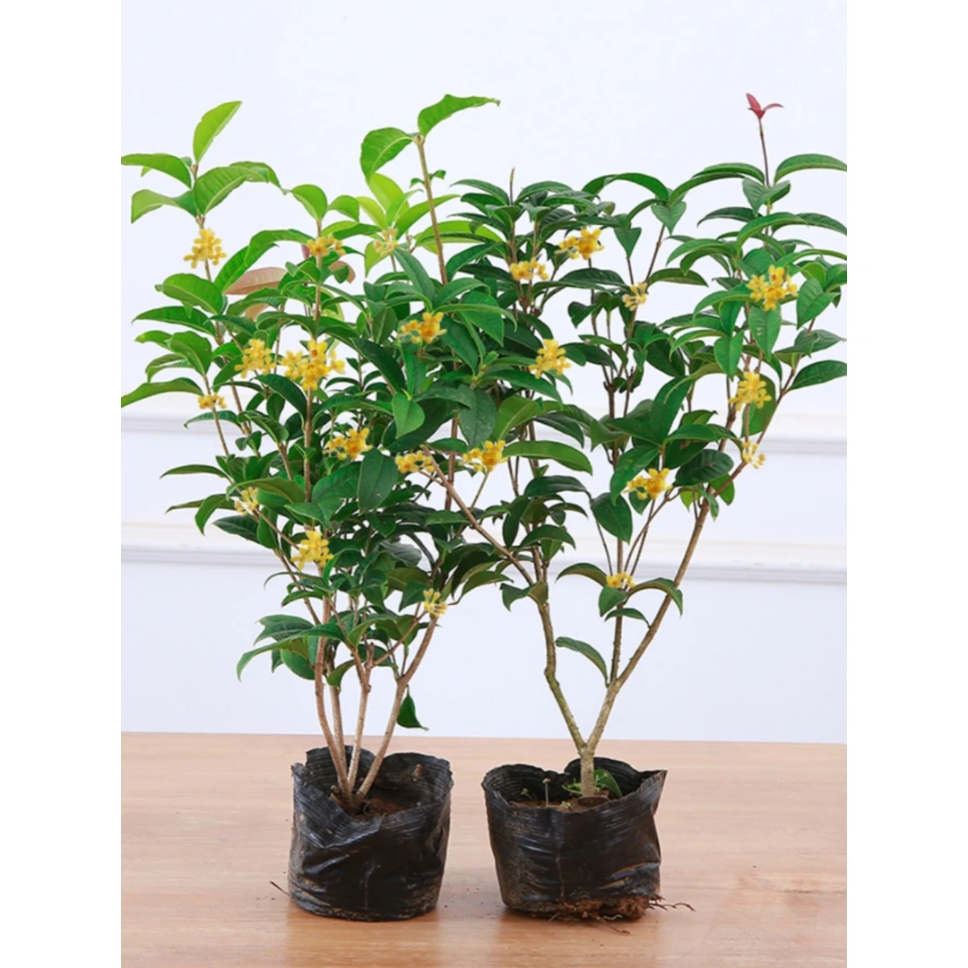 四季桂花树苗盆地栽矮株金桂开花浓香型庭院室内植物老桩当头七彩