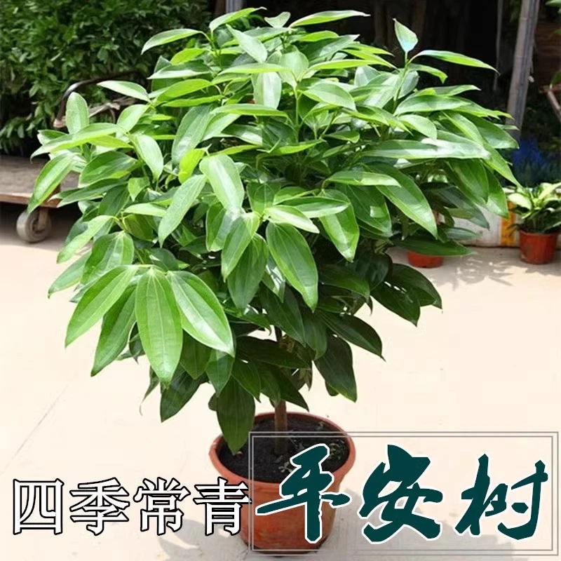 大型绿植平安树客厅甲醛大盆栽独杆幸福树苗盆栽净化空气四季常青