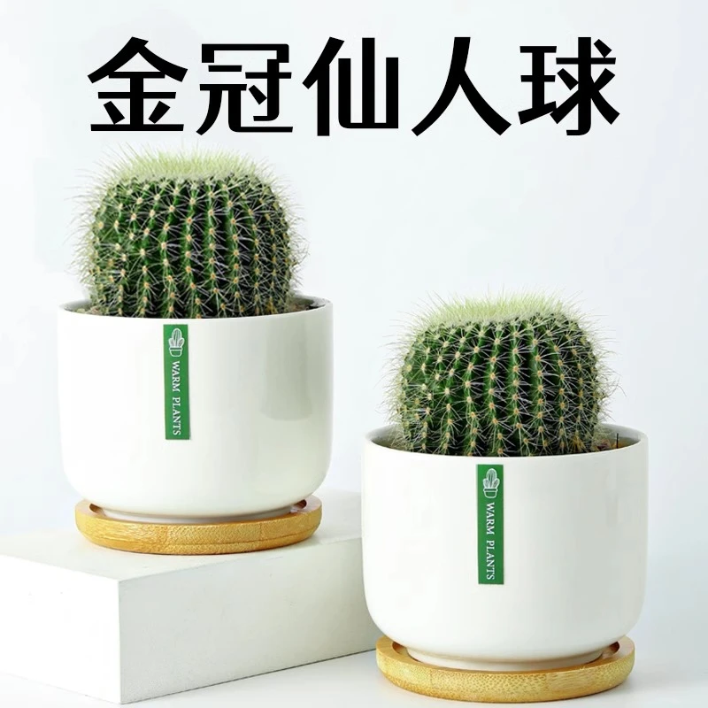 金冠仙人球仙人掌高端盆栽办内阳台懒人好养花卉绿植多肉植物大号