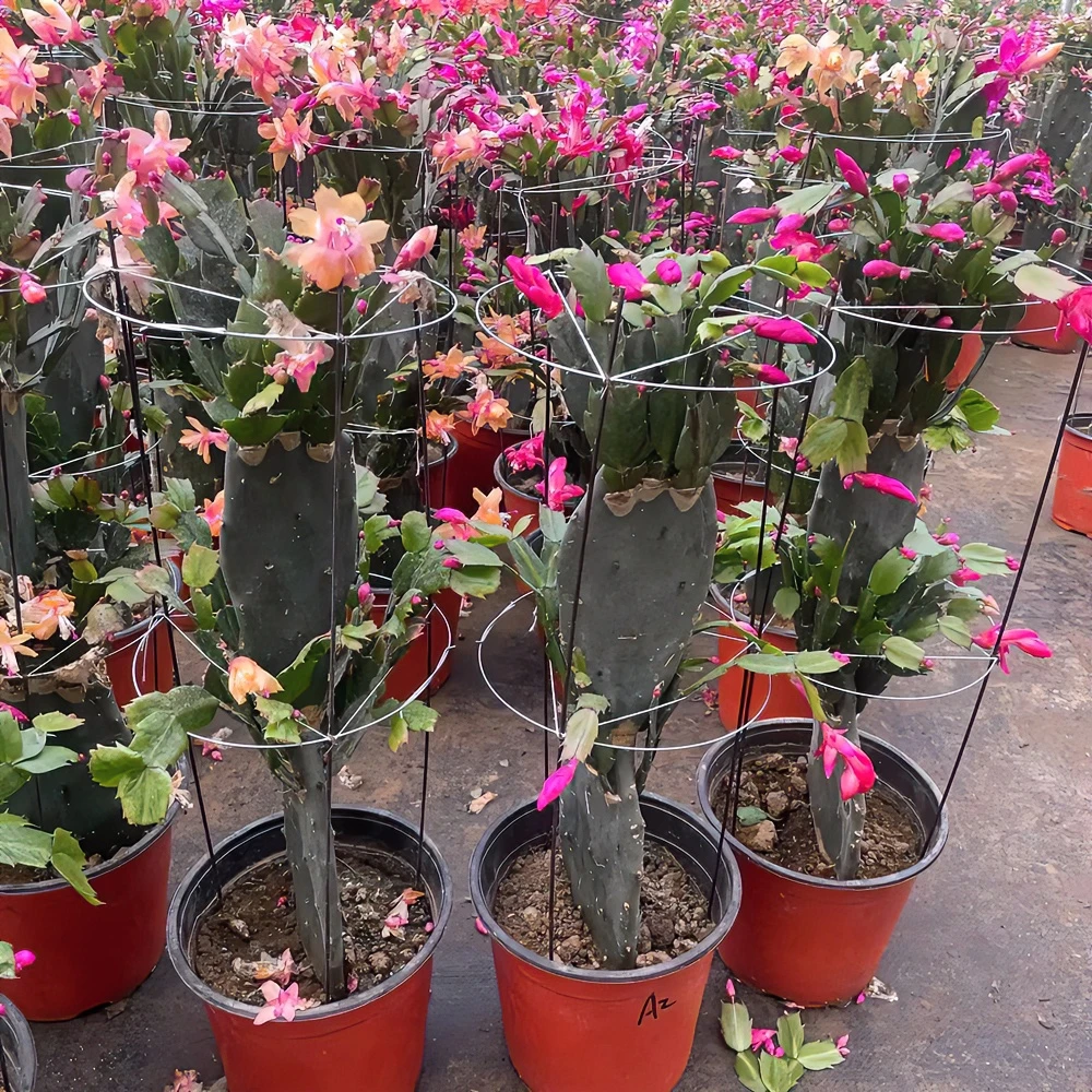 仙人掌嫁接蟹爪兰盆栽花卉多肉植物双层带根好养重瓣大盆室内阳台