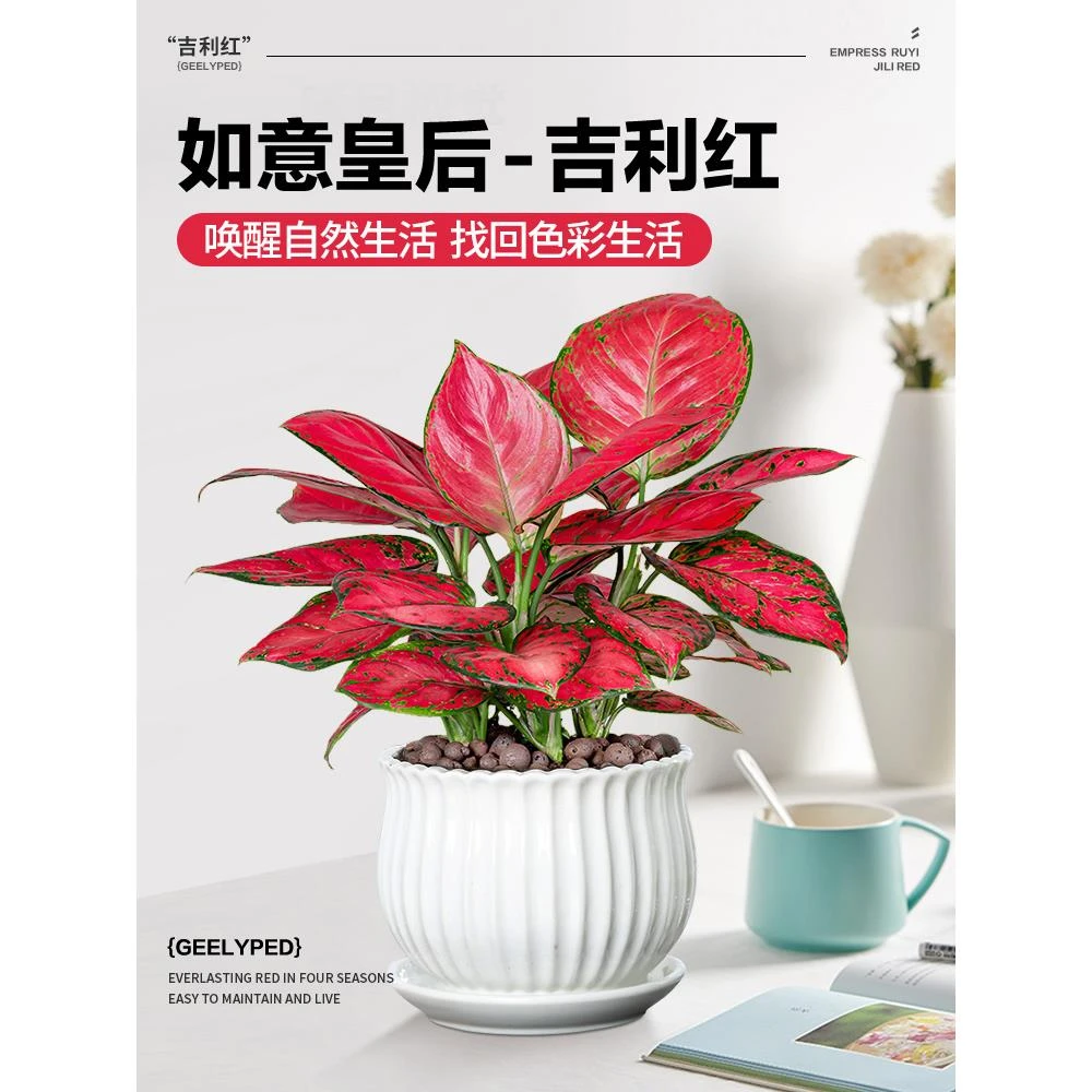 吉利红盆栽如意皇后水培植物室内办公室吸甲醛懒人绿植好养易成活