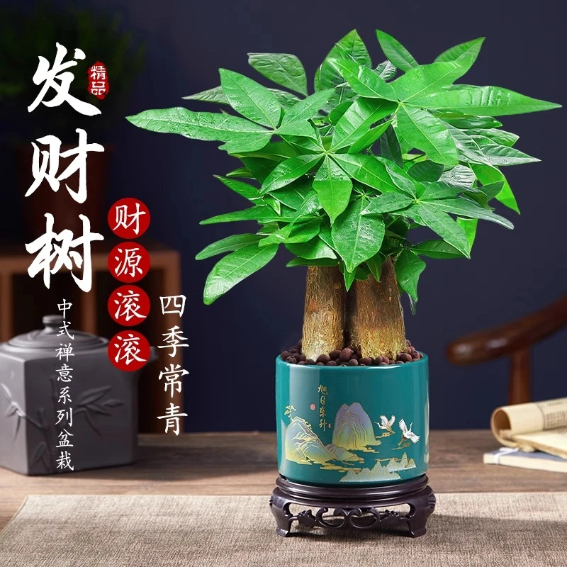 发财树盆栽花卉绿植物办公室内吸甲醛客厅好养招财三杆小中式盆景