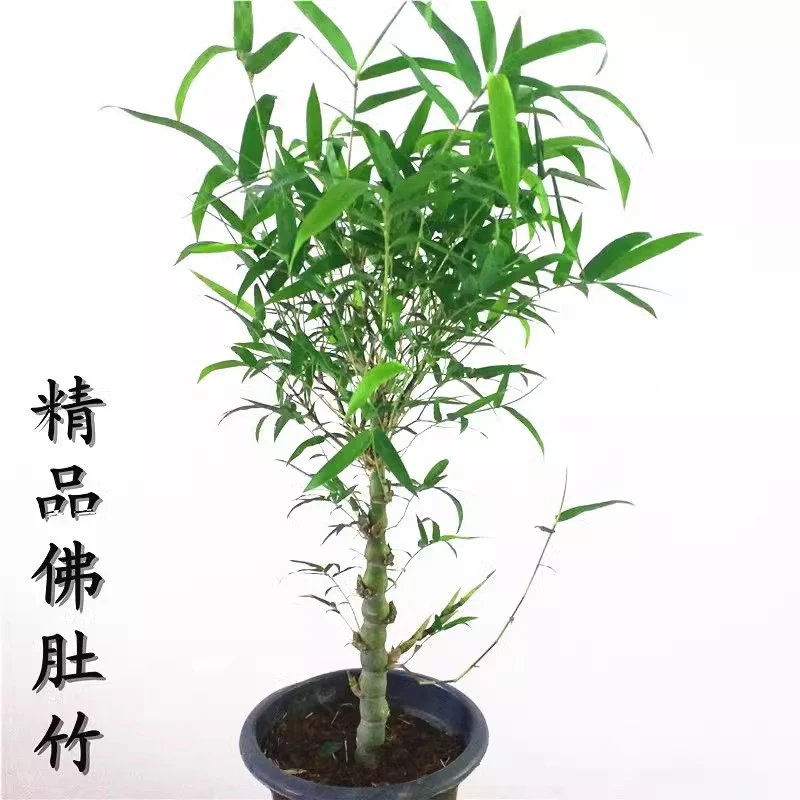 佛肚竹盆景竹苗 室内常青客厅盆栽绿植 罗汉竹庭院水石竹子生态瓶