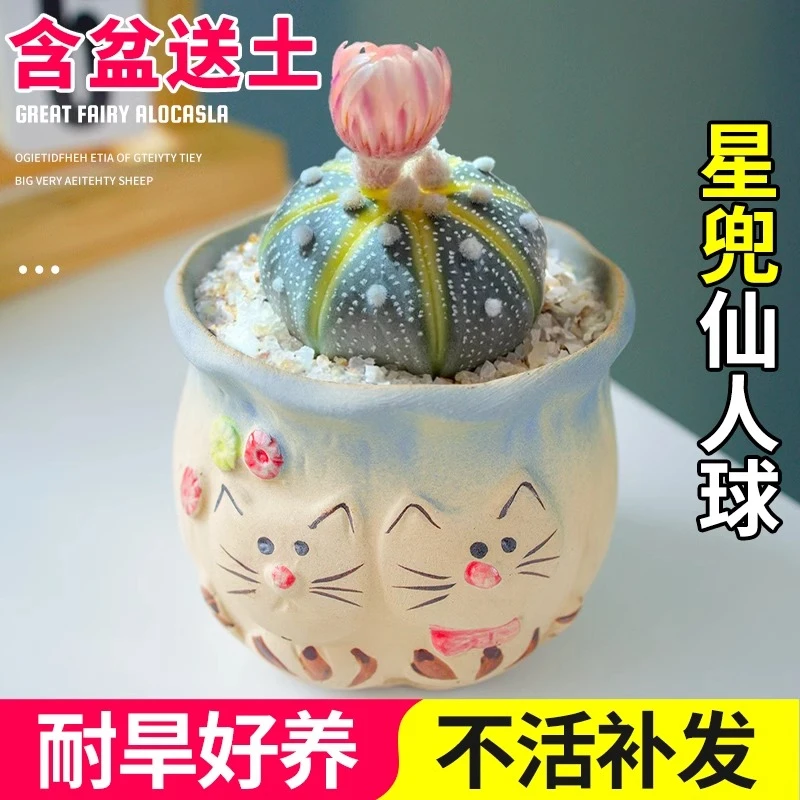 星兜实生仙人球名贵多肉植物开花黄金兜室内桌面小盆栽好养活大号