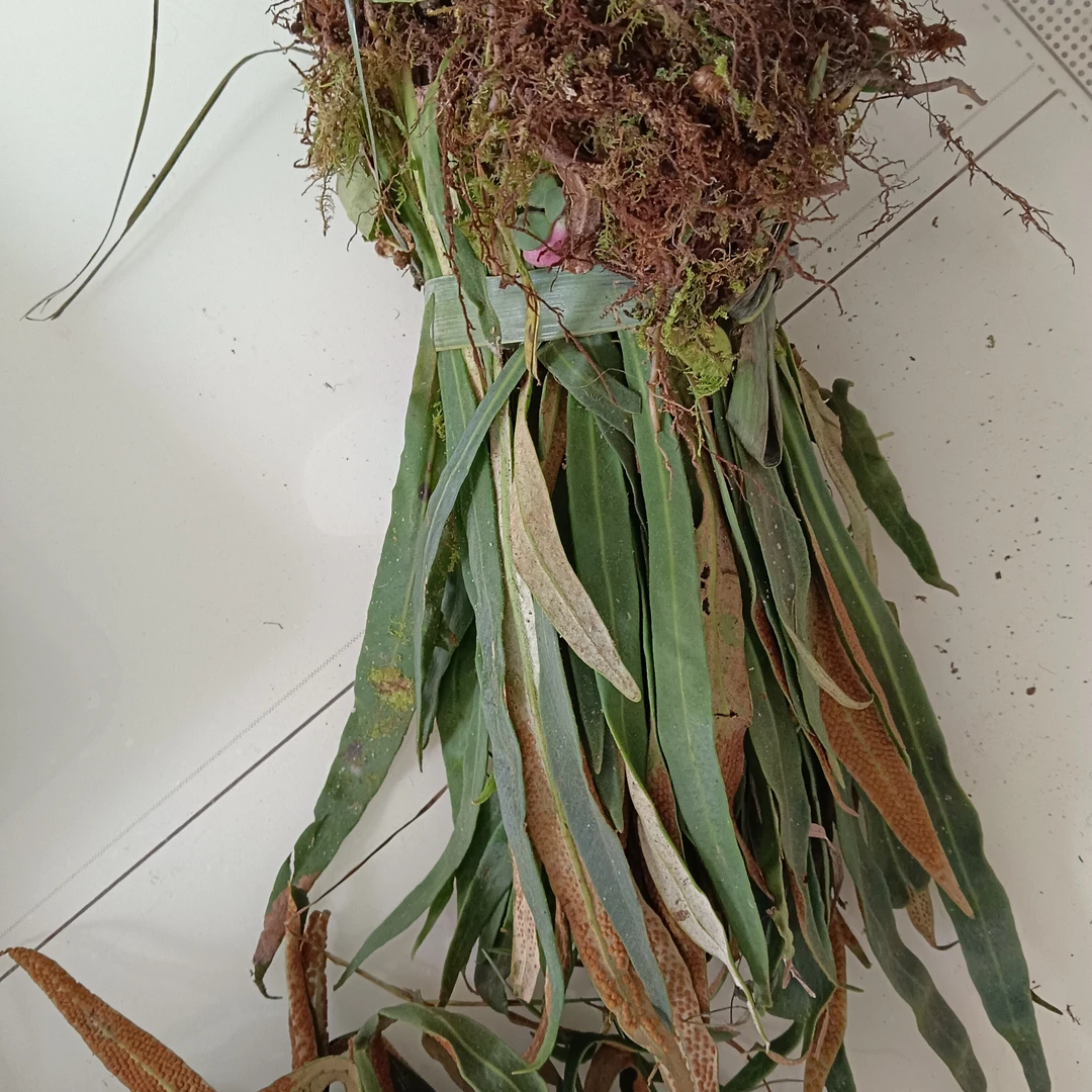 云南大山下山盛精草草(一把)