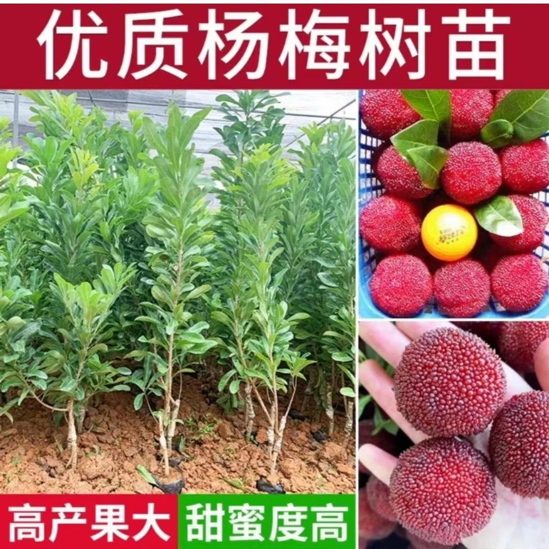 东魁杨梅树苗 黑炭杨梅树苗 嫁接杨梅苗带土带叶