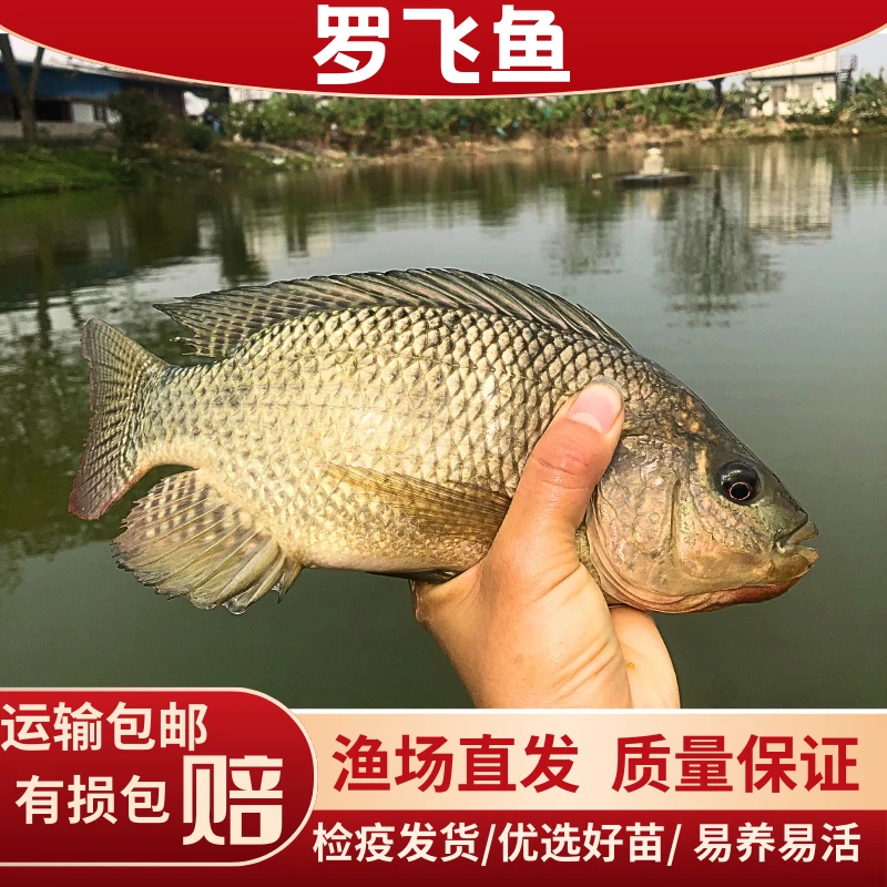 精选罗非鱼海南1号活体批发淡水宠物鱼大罗非鱼鲜活福寿鱼大号