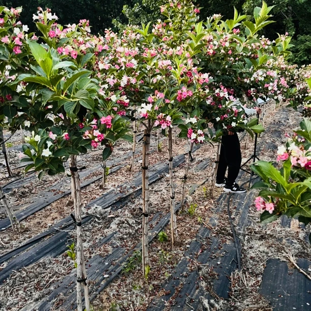 五彩锦带花一物一拍带土球发货顺丰包邮