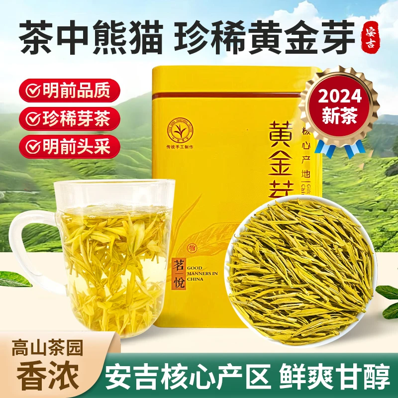安吉黄金芽  黄金叶 2024年安吉茶树品种 高山茶叶 明前茶叶 绿茶
