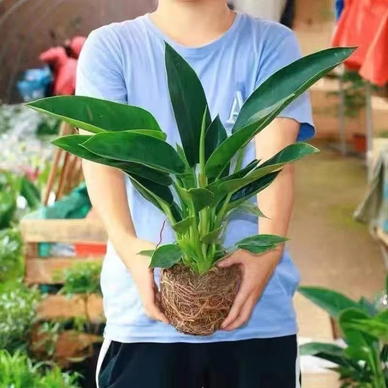 大叶金钻绿公主系列吸甲醛盆栽水培阳台绿植花卉养不死绿萝防辐射