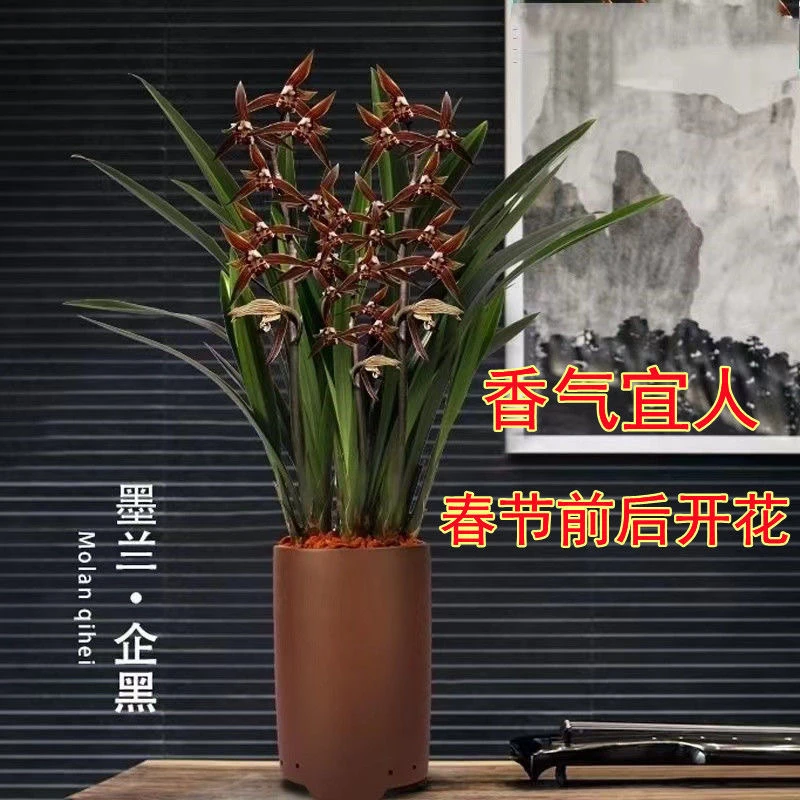 兰花苗墨兰企黑浓香型报岁兰耐寒耐旱花卉室内办公室好养绿植盆栽