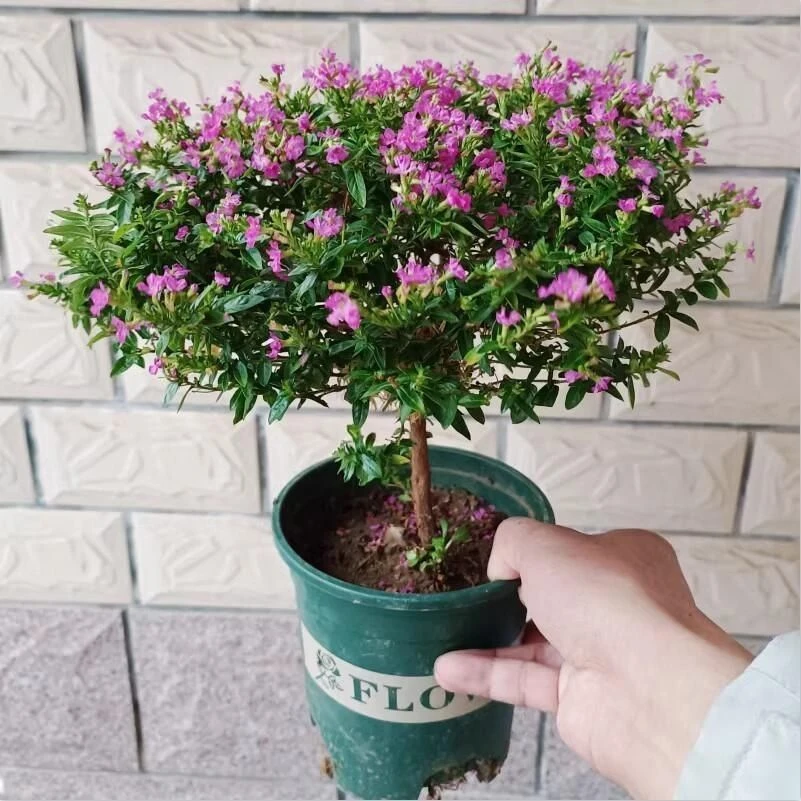 带花苞满天星盆栽花卉四季开花易爆盆室内阳台绿植净化空气盆景花