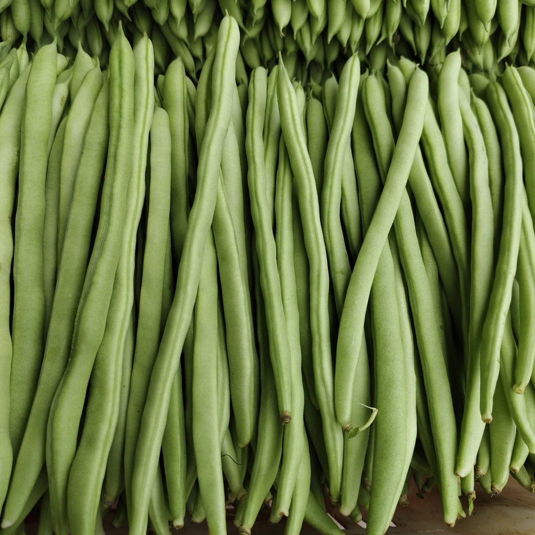 云南四季豆小金豆好货非诚勿扰农民卖菜不易诚信做人诚心做事三斤