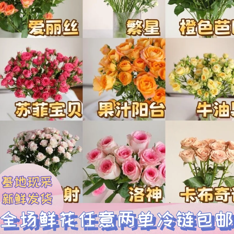 多头玫瑰鲜切花橙芭比40支云南基地直发冷链包邮退款拉黑