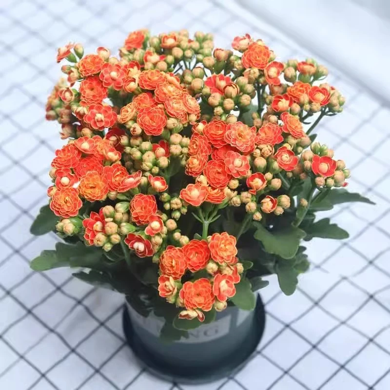 长寿花家庭鲜花重瓣大花盆栽四季修剪开花阳台植物易成活花期长