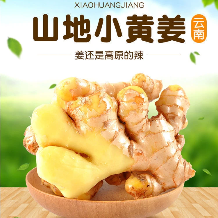 【云南发货】云南小黄姜生姜嫩姜产地直销姜香浓郁山地种植新鲜姜