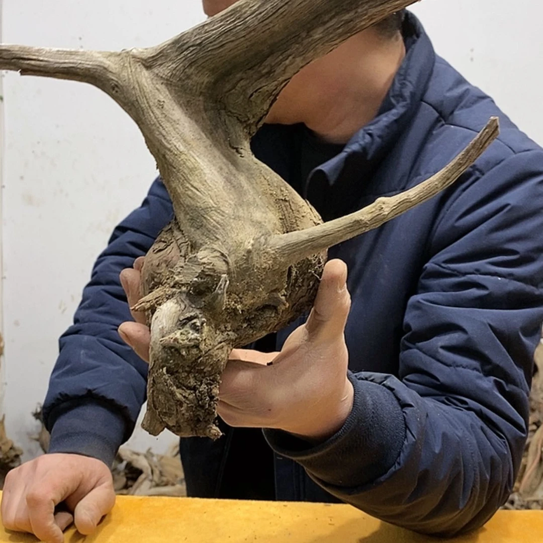 【闪购商品】柏木繁***?