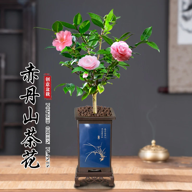 [带花苞发货]茶花盆栽室内客厅阳台办公茶桌观赏四季开花卉好养
