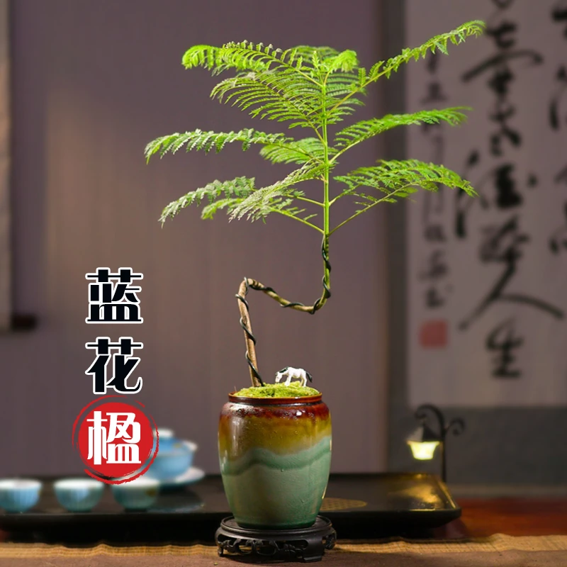 蓝花楹绿植创意造型四季常青美观中式风格办公室客厅好养易活花卉