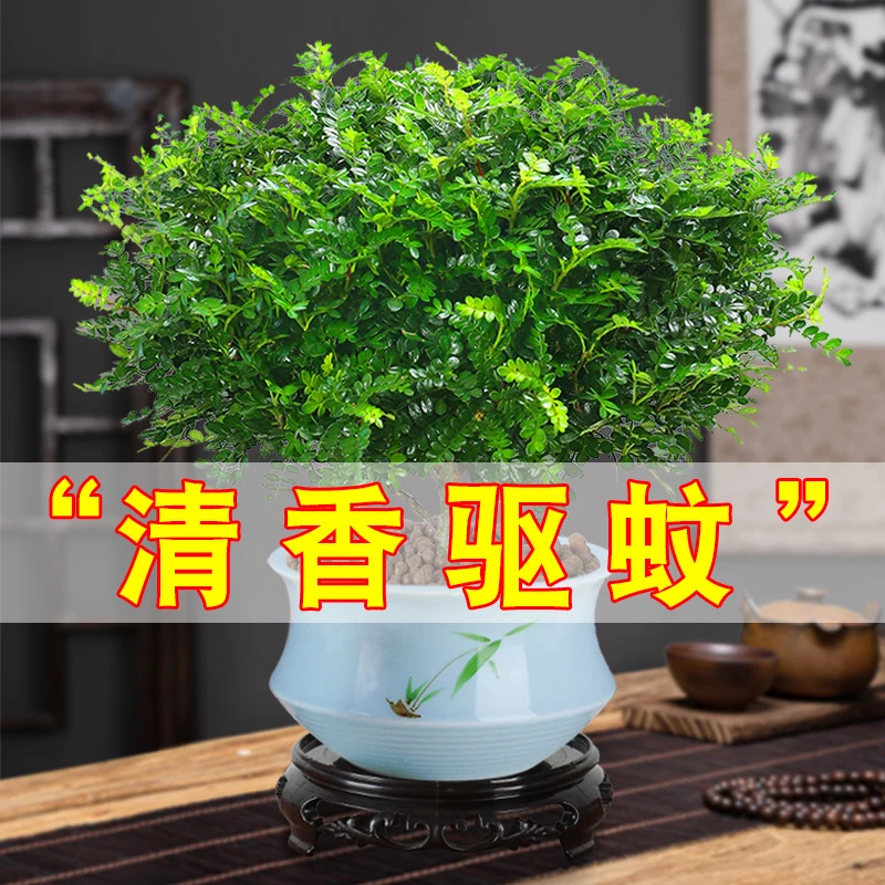 清香胡椒木盆栽室内外驱蚊草植物树苗老桩盆景绿植