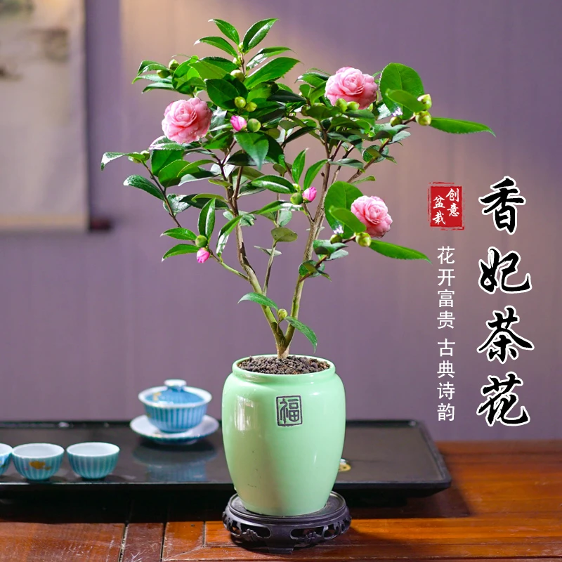 【带花苞发货】香妃茶花盆栽室内客厅庭院茶桌观赏四季开花办公桌