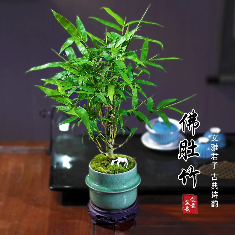 佛肚竹老桩植物办公室内桌面净化空气四季常青好养盆栽花卉绿植