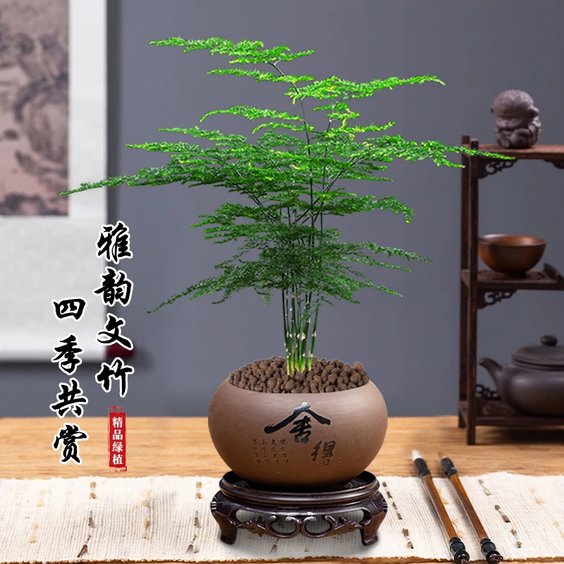 文竹盆景办公室桌面小盆栽室内客厅好养禅意绿植花卉四季常绿植物