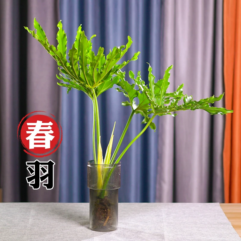 春羽盆栽室内物办公桌开花四季好养花卉四季常绿植物花卉绿植