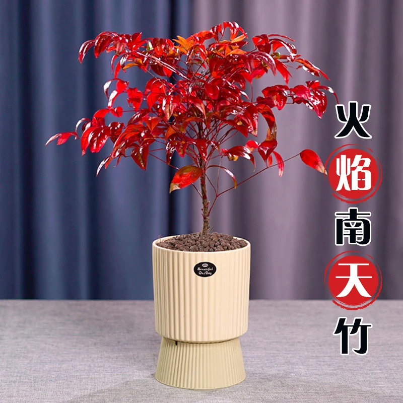 火焰南天竹植物书房阳台客厅绿植桌面盆栽好养易活禅意创意摆件