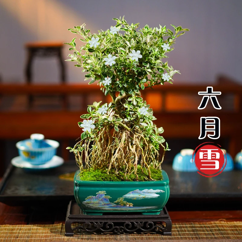 提根六月雪提根盆栽植物室内桌面好养净化空气盆景办公室绿植花卉