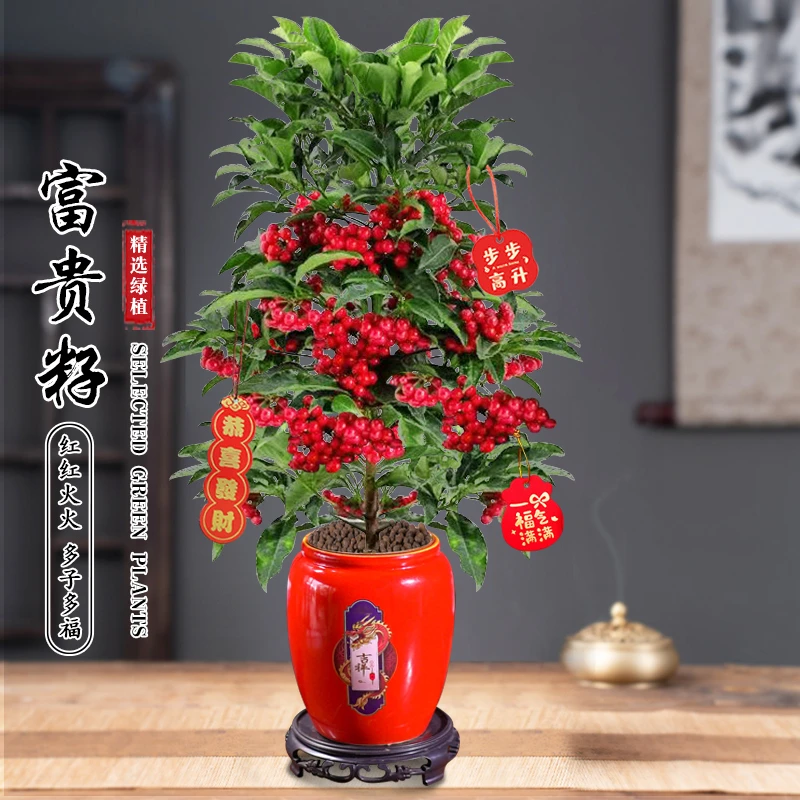 高杆富贵籽盆栽花卉绿植耐阴盆栽花卉净化空气四季好养网红植物