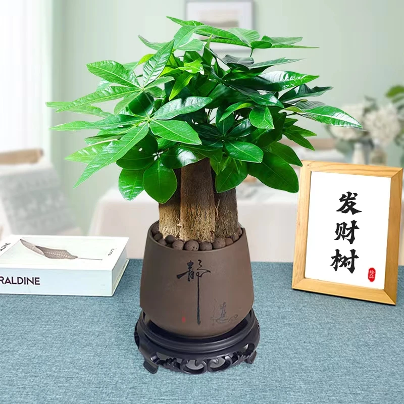 发财树盆栽植物室内花卉绿植办公好养客厅四季常青招财树盆景