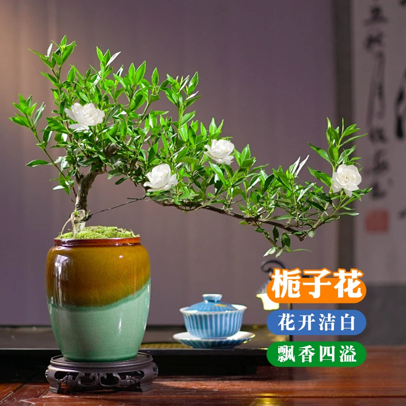 飘枝栀子花四季好养办公室客厅盆栽创意造型室内易活飘香四溢