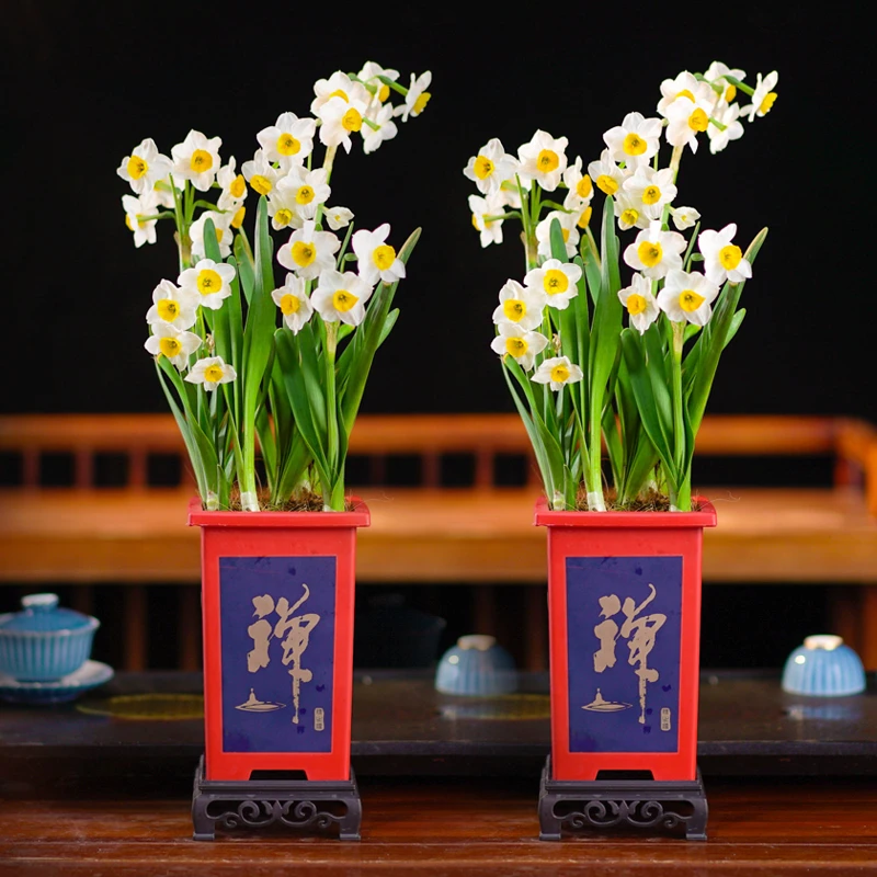 【带芽发货】水仙花卉绿植盆栽好养易活冬季植物开花室内净化空气