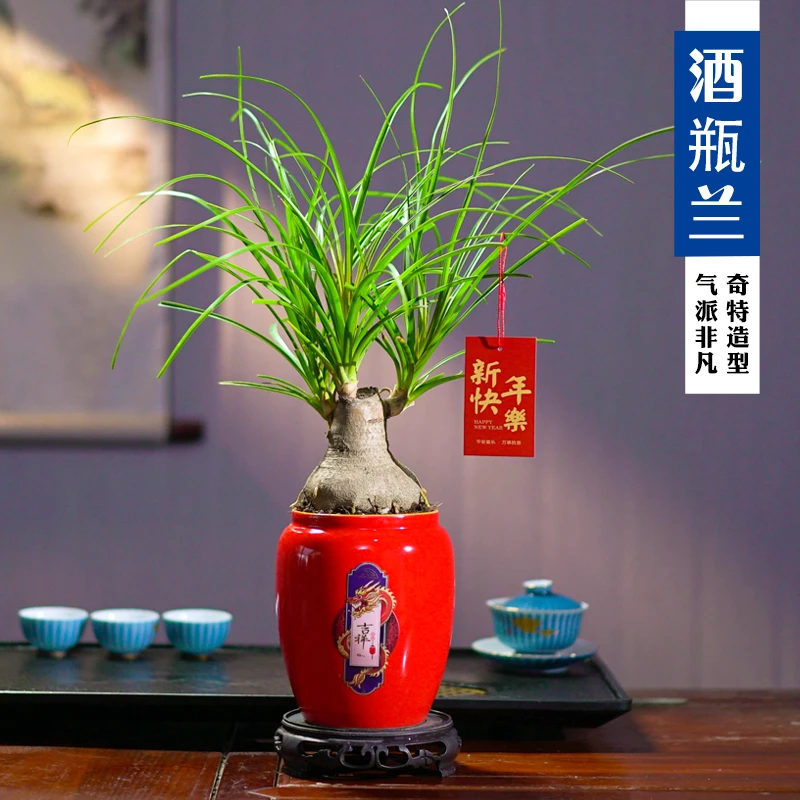 酒瓶兰植物书房阳台客厅绿植桌面盆栽好养易活禅意创意独特摆件