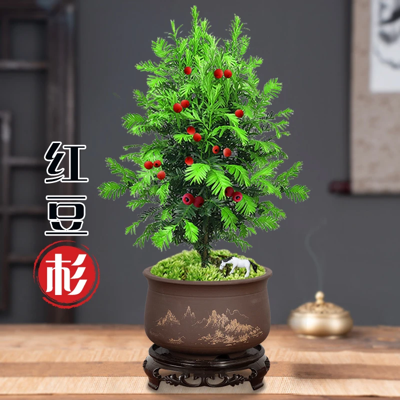 红豆杉树苗盆栽吸甲醛花卉植物室内花净化空气桌面绿植