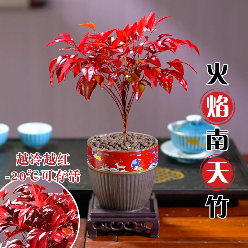 火焰南天竹植物书房阳台客厅绿植桌面盆栽好养易活禅意创意摆件