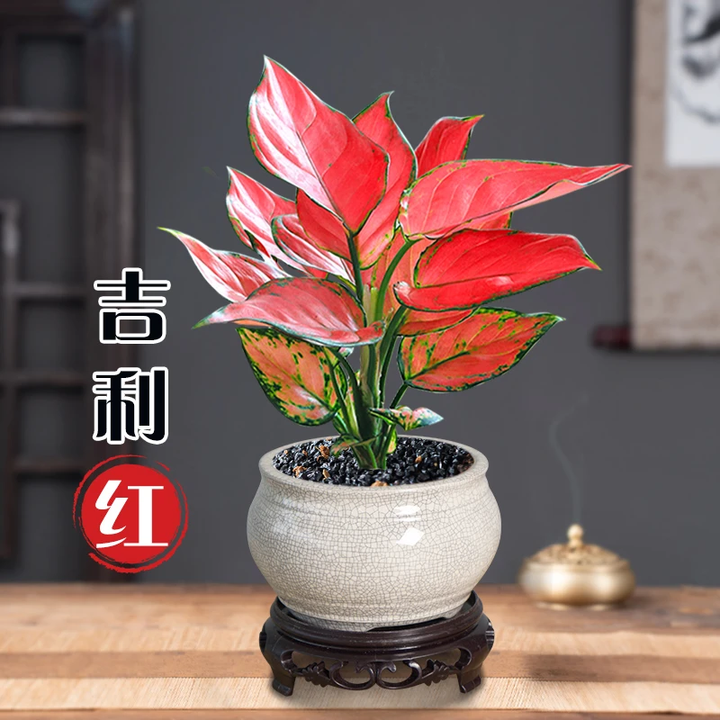 吉利红盆栽室内绿植花卉如意皇后万年红水培好养办公室植物