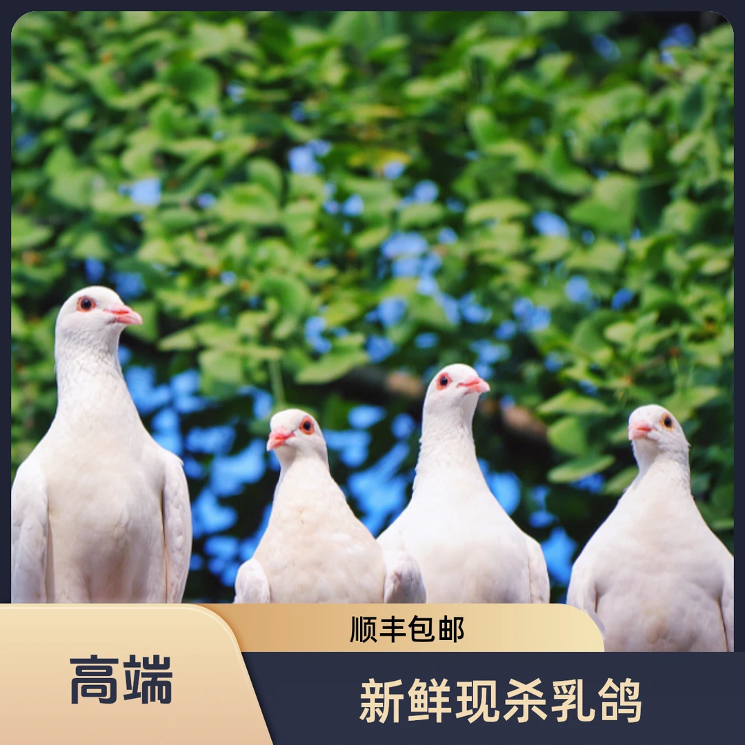 【顺丰包邮】鸽子肉新鲜现杀乳鸽生鲜农家散养老鸽土鸽子批发