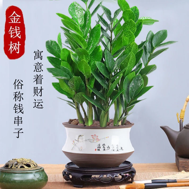 金钱树盆栽摇钱树花苗发财树绿植盆室内花卉物客厅办公室桌面盆景