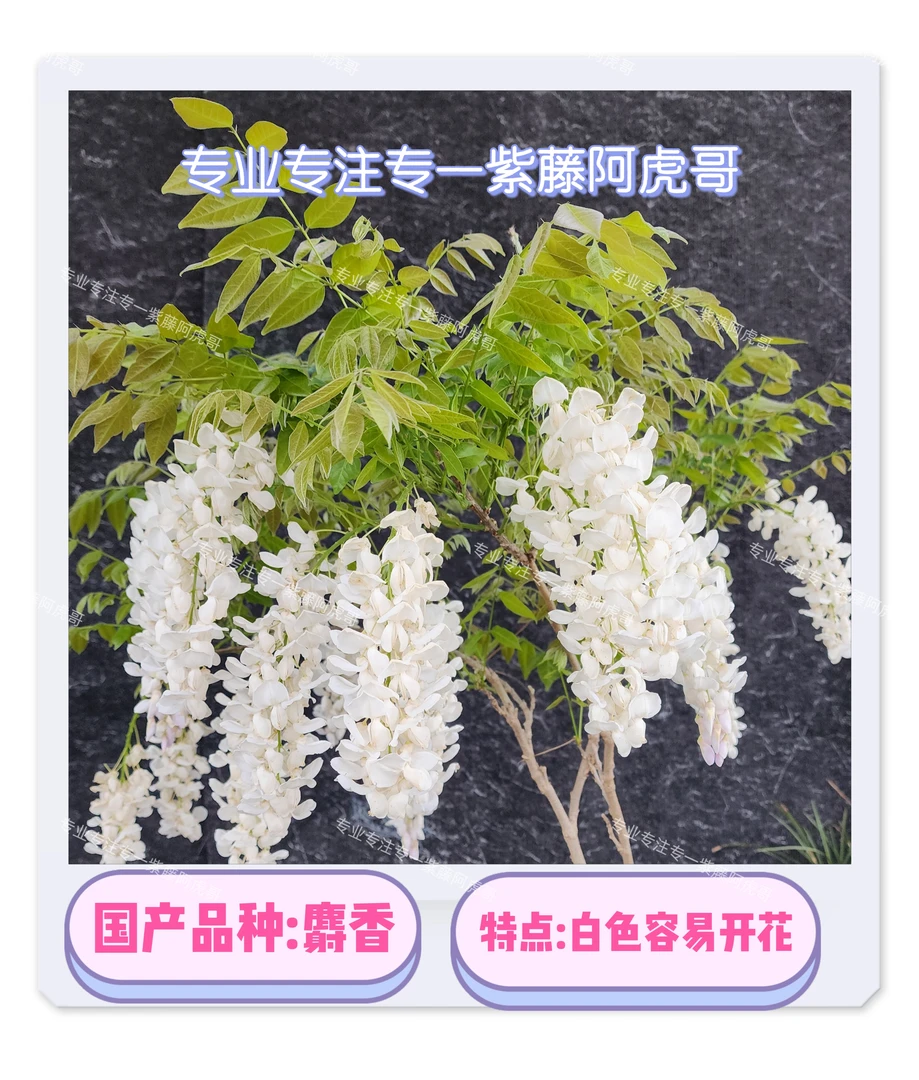 国有紫藤麝香藤2年桩苗基地直发保证对版裸根保湿发货