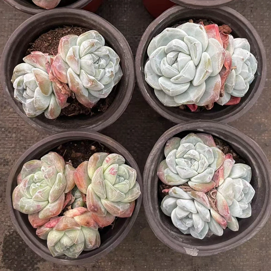 多肉植物；冰玉/星影/香水