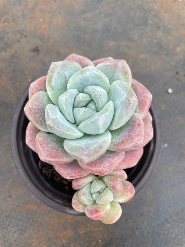 冰玉双头多肉植物