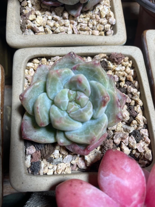 冰玉石化群多肉植物