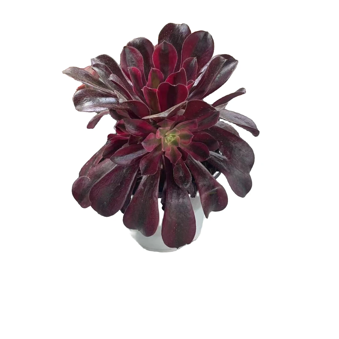 美杜沙肉植物新手必备基地直发适合阳台庭院顶楼好养