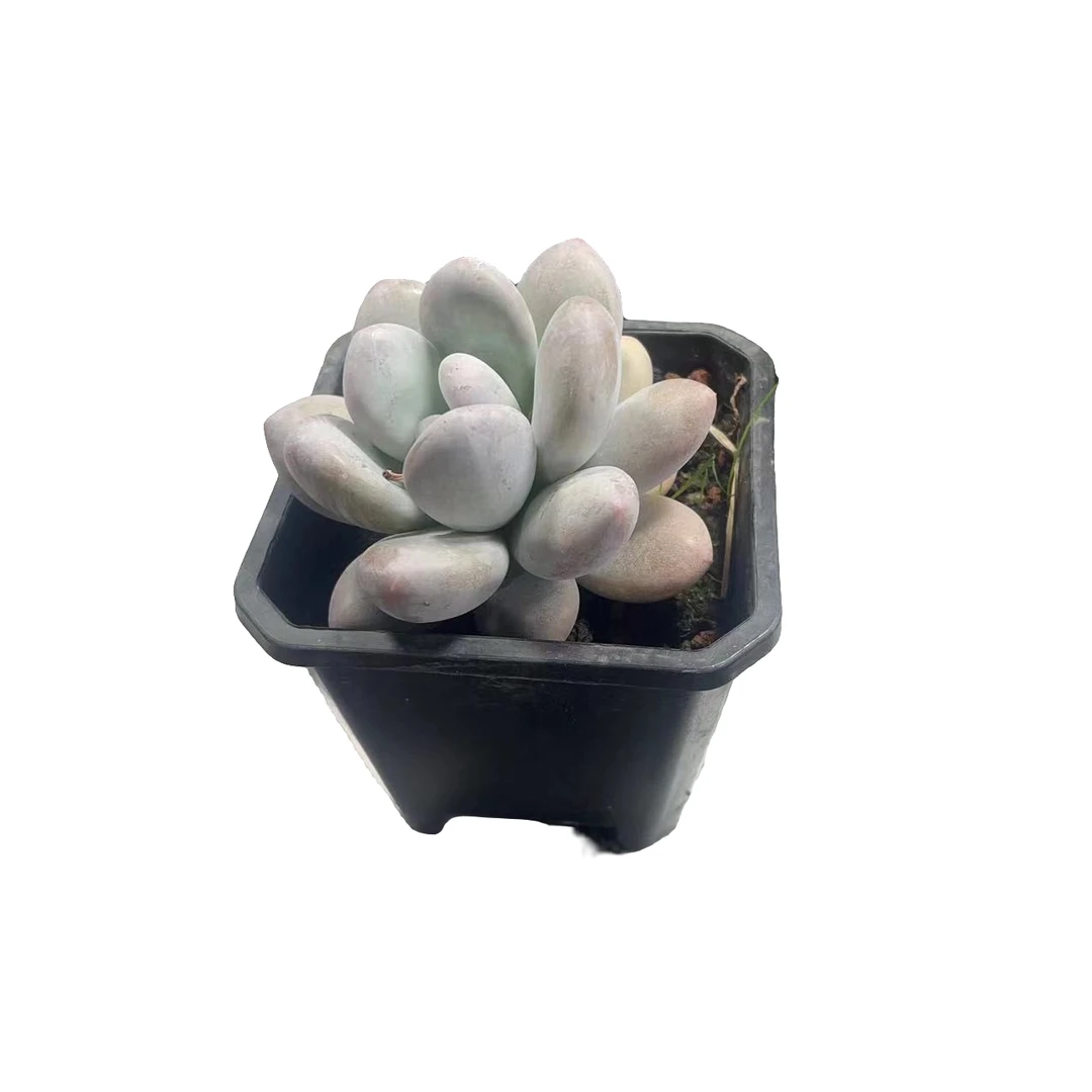 香水多肉植物新手必备庭院好养实物以直播间为准