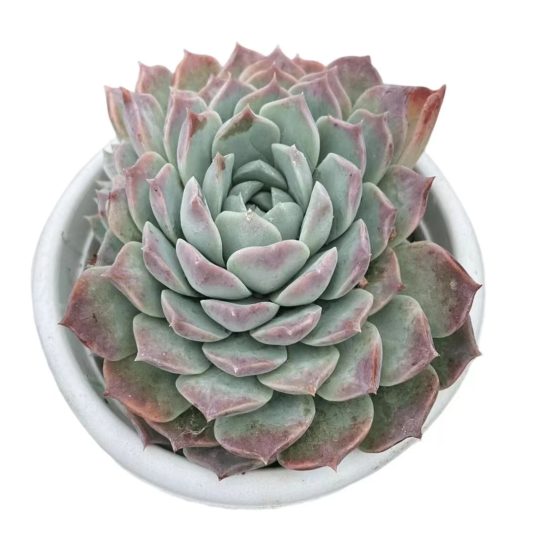 大纯爱  星花怒放 阳台露台   办公室   绿植植物